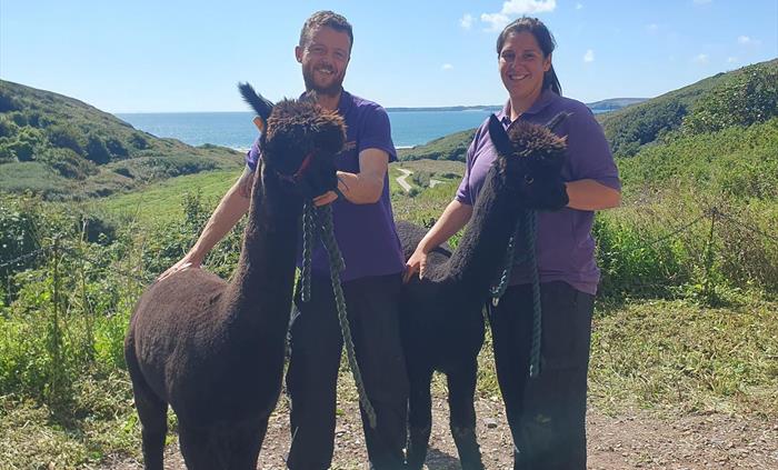Alpaca Walking at Sweet Home Alpaca